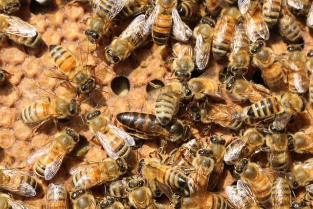 意蜂雙王群的操作方法(意蜂雙王群組建方法和管理技巧) 意蜂雙王群的操作方法(意蜂雙王群組建方法和管理技巧)