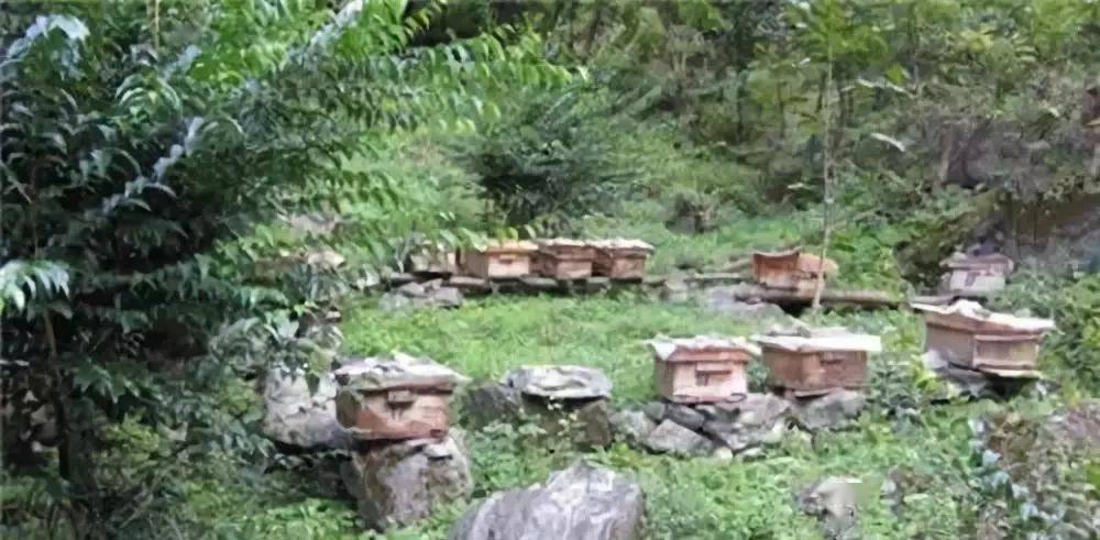 定點(diǎn)養(yǎng)蜂場(chǎng)綠化種什么樹好（這8種樹綠化效果好，又是難得的蜜源植物，花蜜營養(yǎng)價(jià)值極高）