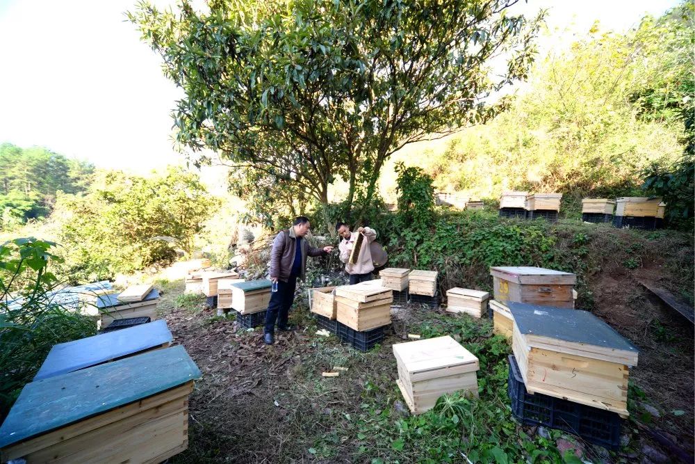 定點(diǎn)養(yǎng)蜂場(chǎng)綠化種什么樹好（這8種樹綠化效果好，又是難得的蜜源植物，花蜜營養(yǎng)價(jià)值極高）