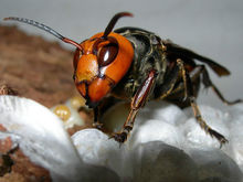 虎頭蜂飛到家里來好不好(馬蜂來家里是福還是禍？)