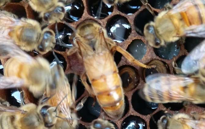 意大利蜜蜂箱能養中華蜜蜂嗎（中標箱和意標箱可以通用么？）