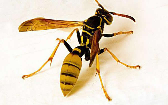 馬蜂的窩里有蜂蜜嗎?會不會釀蜜? 馬蜂的窩里有蜂蜜嗎?會不會釀蜜?