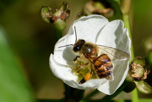 蜜蜂養殖周期是多少天(養殖蜜蜂需要具備條件) 蜜蜂養殖周期是多少天(養殖蜜蜂需要具備條件)