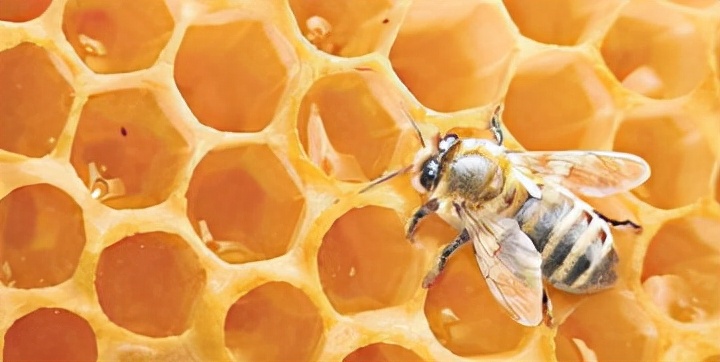 蜂蜜變質(zhì)了還有什么用處(如何處理變質(zhì)的蜂蜜) 蜂蜜變質(zhì)了還有什么用處(如何處理變質(zhì)的蜂蜜)