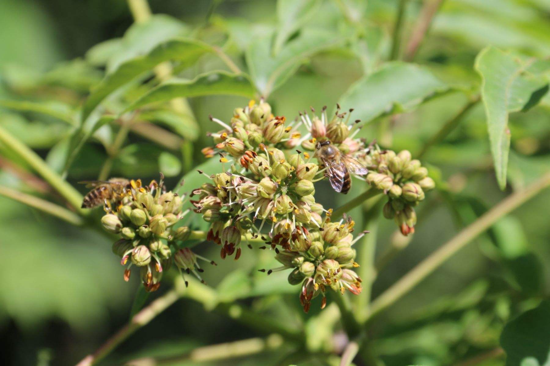 黃柏樹花有蜜嗎(黃柏樹花蜜的功效和作用) 黃柏樹花有蜜嗎(黃柏樹花蜜的功效和作用)