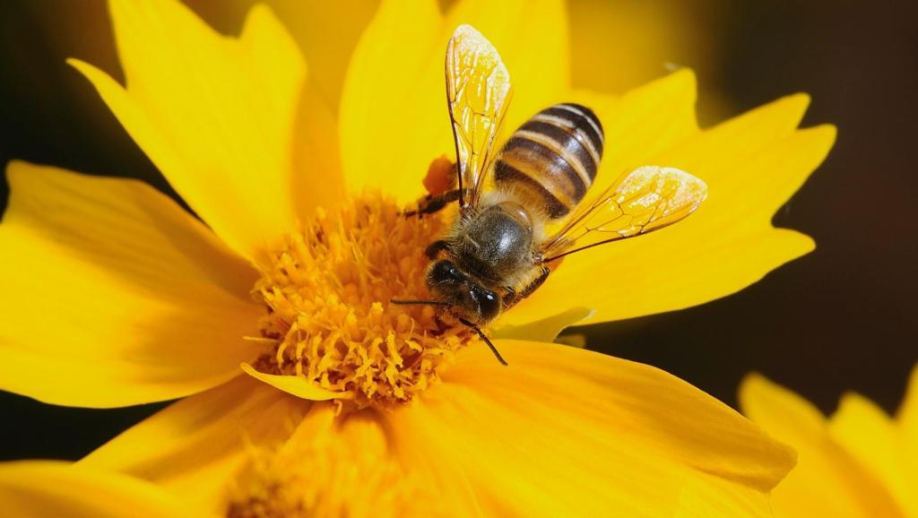第一次養蜜蜂怎么養(新手如何養蜜蜂方法) 第一次養蜜蜂怎么養(新手如何養蜜蜂方法)