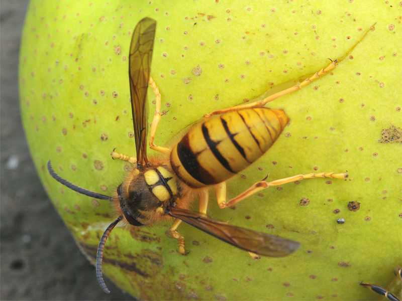 胡蜂蜂王培育技術(胡蜂蜂王人工培育全過程) 胡蜂蜂王培育技術(胡蜂蜂王人工培育全過程)