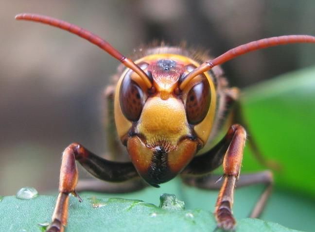 胡蜂蜂王培育技術(胡蜂蜂王人工培育全過程) 胡蜂蜂王培育技術(胡蜂蜂王人工培育全過程)