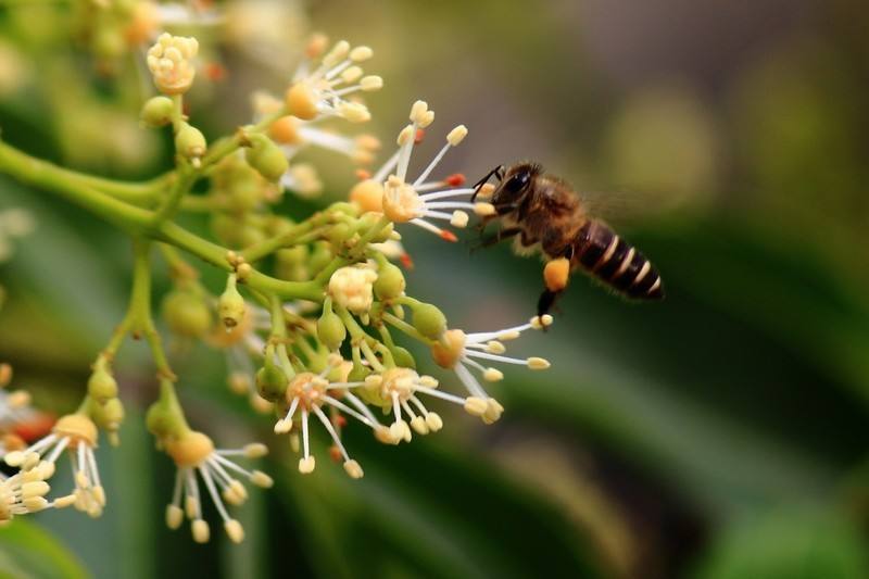 蜂蜜是蜜蜂的排泄物還是嘔吐物（蜂蜜是分泌物還是排泄物）