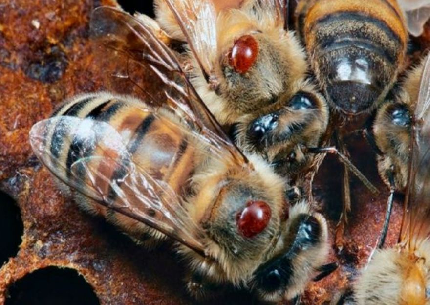 蜂場丟失的意蜂能養(yǎng)活嗎（沒有歸巢的蜜蜂命運如何）