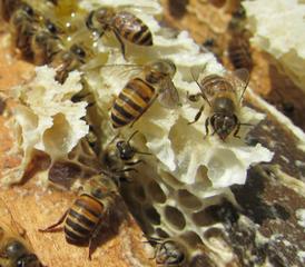 蜂場丟失的意蜂能養(yǎng)活嗎（沒有歸巢的蜜蜂命運如何）