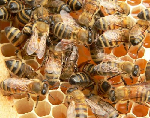 蜜蜂敗血病如何防治? 蜜蜂敗血病如何防治?