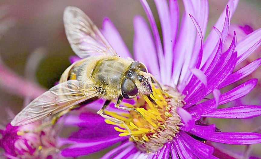 蜜蜂敗血病如何防治? 蜜蜂敗血病如何防治?