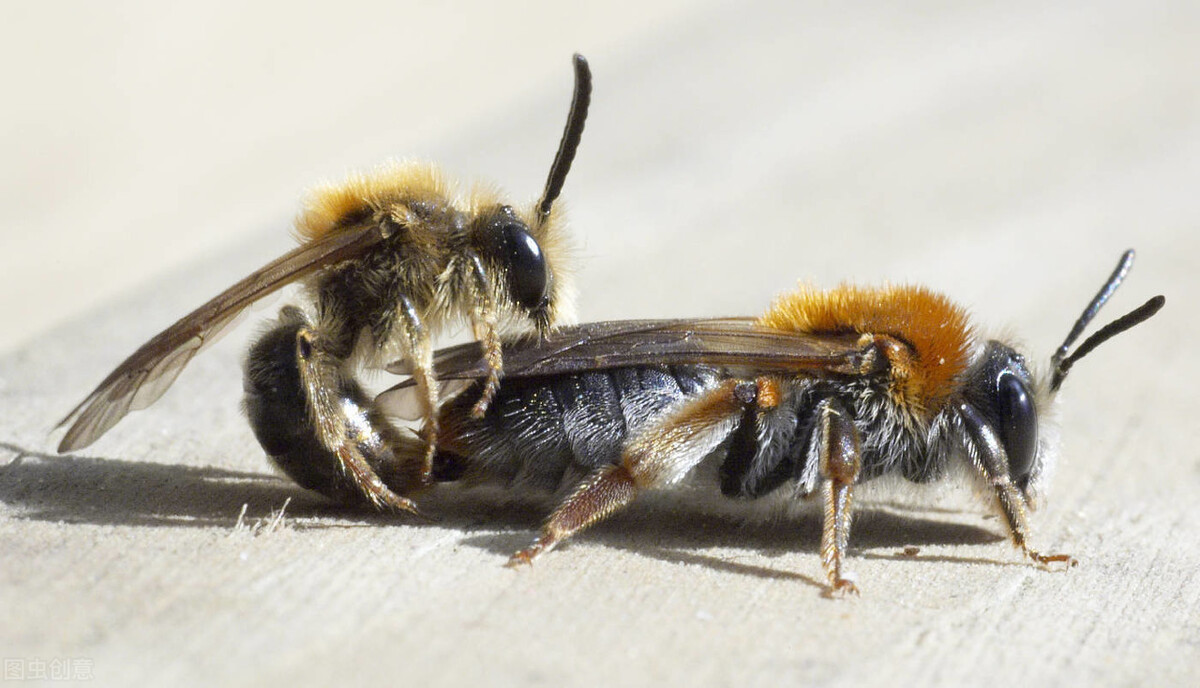 怎樣才知道蜂玉交尾成功 怎樣才知道蜂玉交尾成功