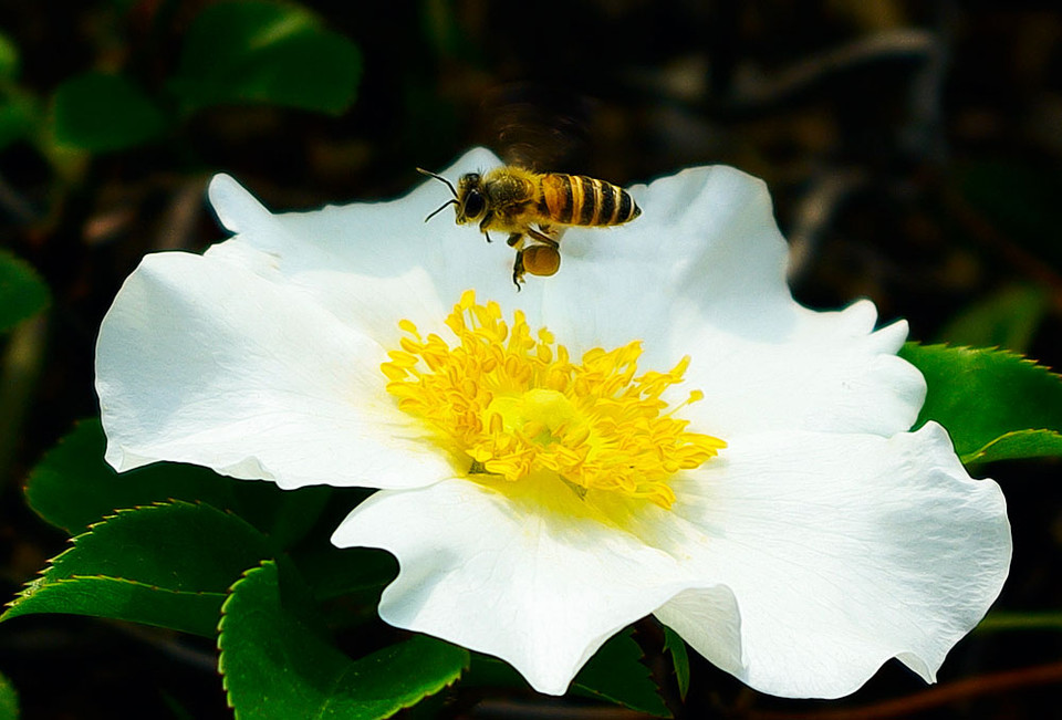 蜜蜂直線飛行離巢有多遠(蜜蜂采蜜回巢是直線飛行嗎) 蜜蜂直線飛行離巢有多遠(蜜蜂采蜜回巢是直線飛行嗎)