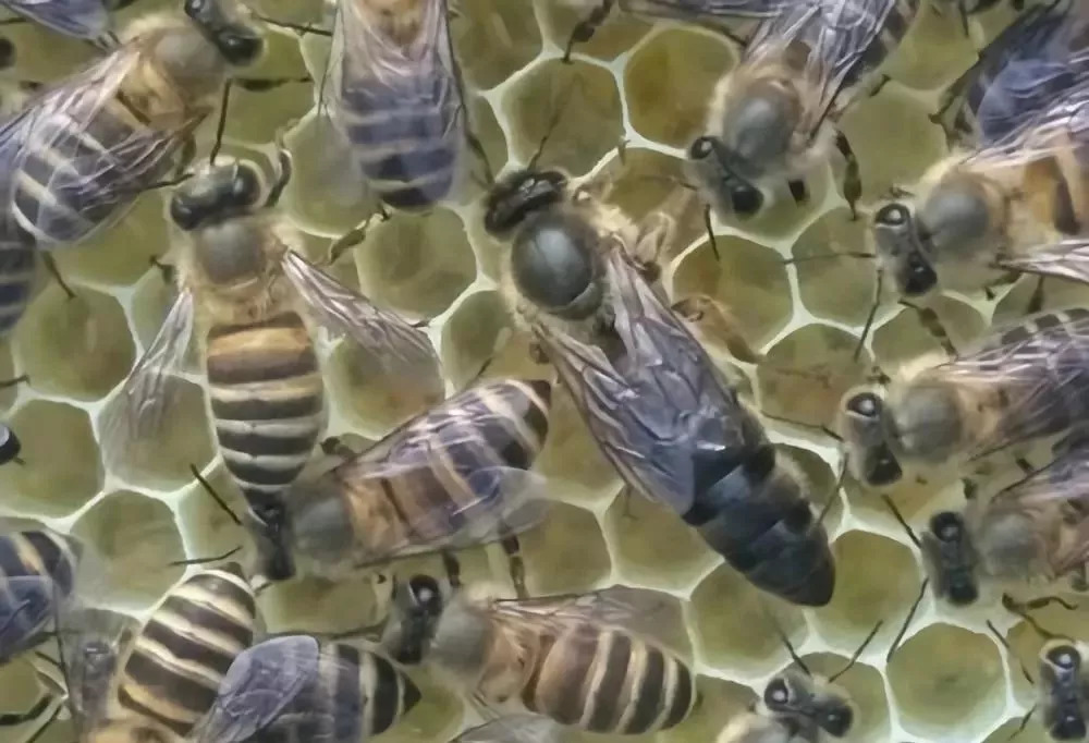 雄蜂比工蜂多是什么意思(一個蜂群內,雄蜂和工蜂各占多大的比例) 雄蜂比工蜂多是什么意思(一個蜂群內,雄蜂和工蜂各占多大的比例)