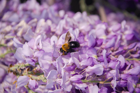 養蜂種什么花最好(在養蜂旁邊種什么花蜜源最好) 養蜂種什么花最好(在養蜂旁邊種什么花蜜源最好)