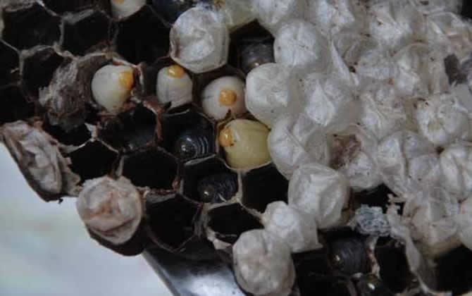 蜜蜂白堊病的癥狀及防治 白堊病