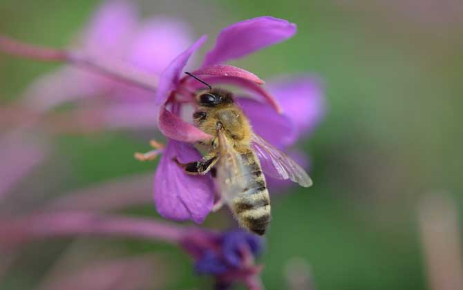 被土蜂蟄了怎么處理? 土蜂
