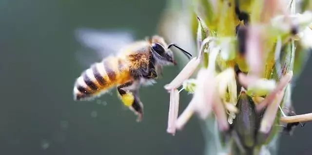 阿壩中蜂為什么夏天停產(蜂群夏季為什么會停產) 阿壩中蜂為什么夏天停產(蜂群夏季為什么會停產)