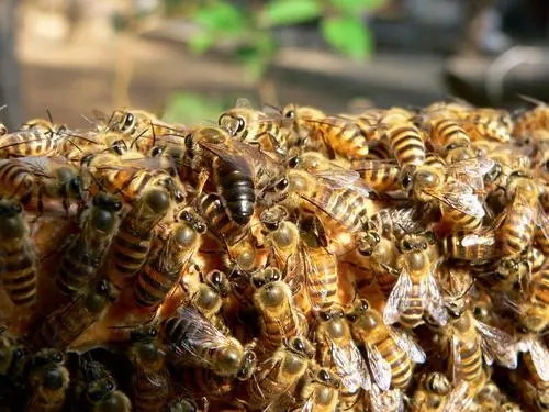 一個蜂巢里有多少工蜂(蜂巢有多少只蜜蜂) 一個蜂巢里有多少工蜂(蜂巢有多少只蜜蜂)