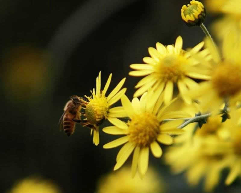 【蜜蜂知識】中華蜜蜂打架怎么控制呢? 中華蜜蜂打架怎么控制呢?