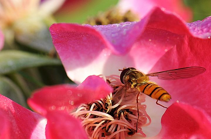 【蜜蜂知識】中華蜜蜂打架怎么控制呢? 中華蜜蜂打架怎么控制呢?