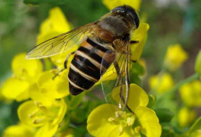 【蜜蜂知識】中華蜜蜂打架怎么控制呢? 中華蜜蜂打架怎么控制呢?