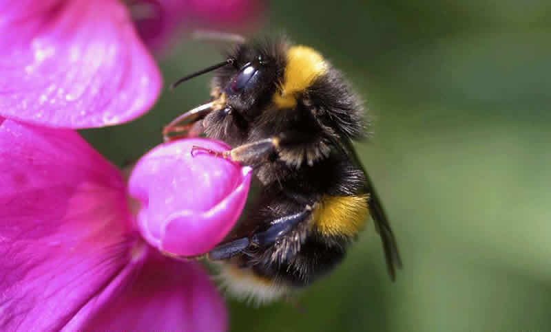 喀爾巴阡蜂(咯蜂) 喀爾巴阡蜂(咯蜂)