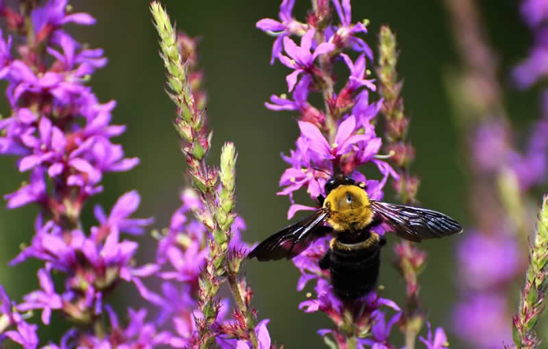 喀爾巴阡蜂(咯蜂) 喀爾巴阡蜂(咯蜂)