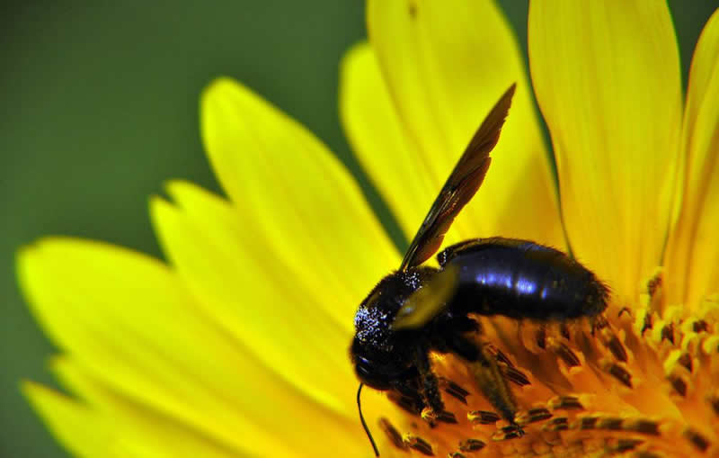 喀爾巴阡蜂(咯蜂) 喀爾巴阡蜂(咯蜂)