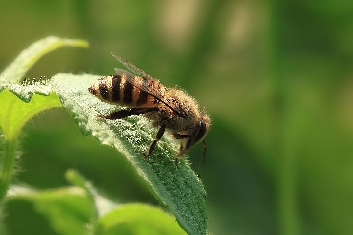 蜜蜂有幾種顏色(蜜蜂有什么顏色) 蜜蜂有幾種顏色(蜜蜂有什么顏色)