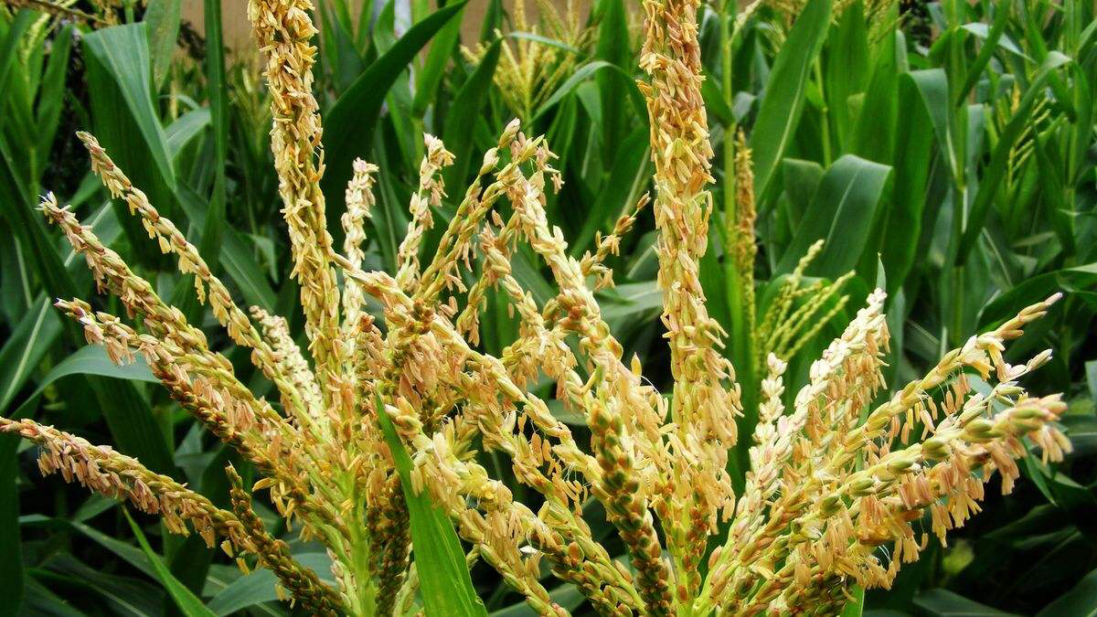 玉米開花有花蜜和花粉嗎? 玉米開花有花蜜和花粉嗎?