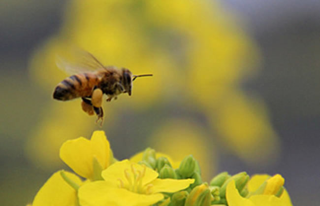 如何讓蜜蜂安全度過夏天? 如何讓蜜蜂安全度過夏天?
