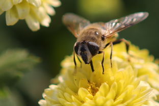 蜜蜂有兩個(gè)蜂王是怎么回事(蜜蜂出現(xiàn)兩個(gè)蜂王臺是怎么回事) 蜜蜂有兩個(gè)蜂王是怎么回事(蜜蜂出現(xiàn)兩個(gè)蜂王臺是怎么回事)