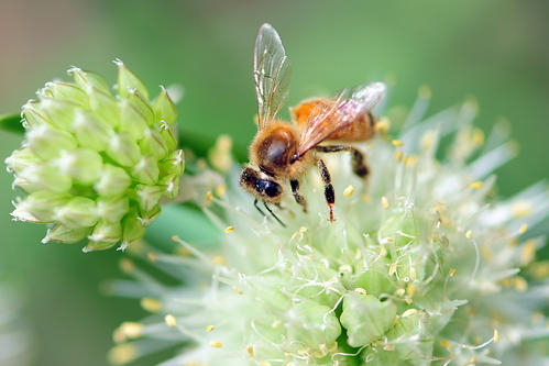 一只蜜蜂每天能采多少蜜(抓了一只蜜蜂怎么養(yǎng)) 一只蜜蜂每天能采多少蜜(抓了一只蜜蜂怎么養(yǎng))