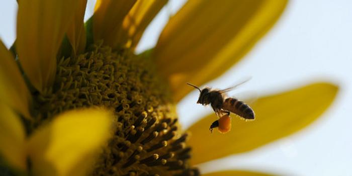 工蜂產卵急造王臺出來新王能用嗎(工蜂產卵也會有王臺嗎) 工蜂產卵急造王臺出來新王能用嗎(工蜂產卵也會有王臺嗎)