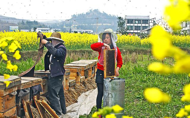 養(yǎng)蜂人為什么要到處跑(養(yǎng)蜂人全國(guó)到處跑的原因) 養(yǎng)蜂人為什么要到處跑(養(yǎng)蜂人全國(guó)到處跑的原因)