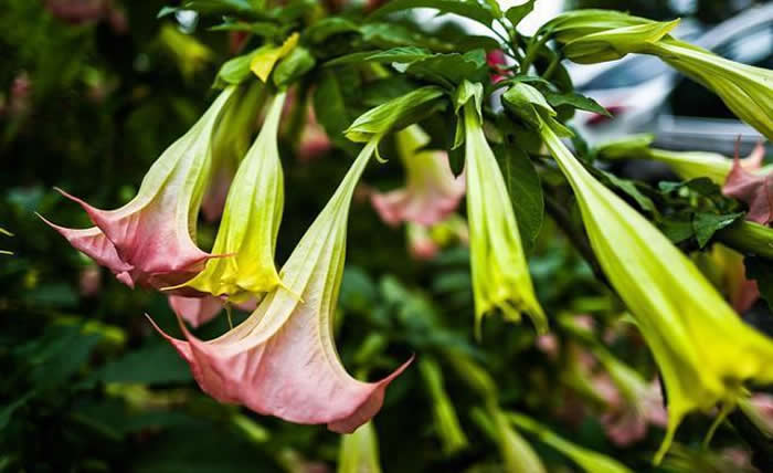 湖南主要蜜源植物有哪些？