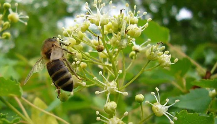 湖南主要蜜源植物有哪些？