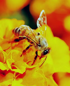 夢見加工蜂蜜是什么意思(夢見自己釀蜂蜜) 夢見加工蜂蜜是什么意思(夢見自己釀蜂蜜)