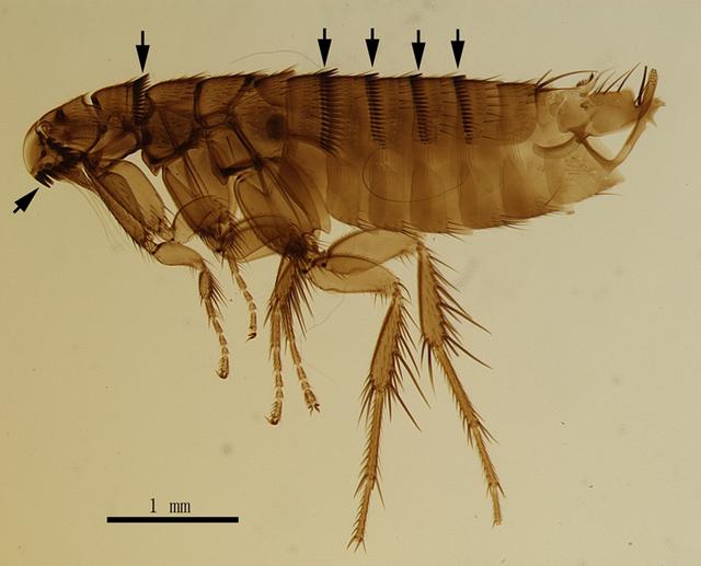 最厲害的昆蟲第一名(世界上最厲害的昆蟲排名) 最厲害的昆蟲第一名(世界上最厲害的昆蟲排名)