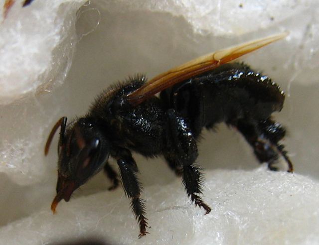 黑色的蜜蜂有毒嗎? 黑色的蜜蜂有毒嗎?