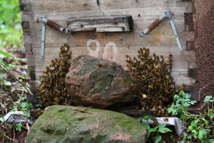 工蜂搖頭振翅是什么原因（蜜蜂養殖，工蜂竟會發出叫聲，是振翅還是哀鳴）