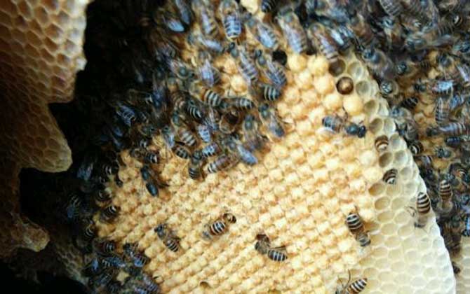 蜜蜂的窩是怎么建起來的(蜜蜂喜歡把窩建在哪里) 蜜蜂的窩是怎么建起來的(蜜蜂喜歡把窩建在哪里)