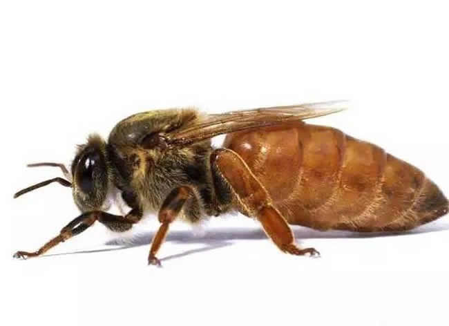 工蜂、雄蜂及蜂王的壽命分別有多長？