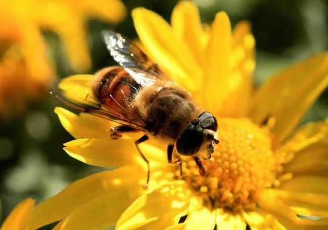 工蜂、雄蜂及蜂王的壽命分別有多長？