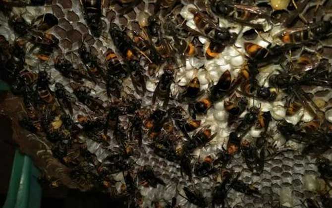 大黑土蜂(紅娘胡蜂的特點和習性) 大黑土蜂(紅娘胡蜂的特點和習性)