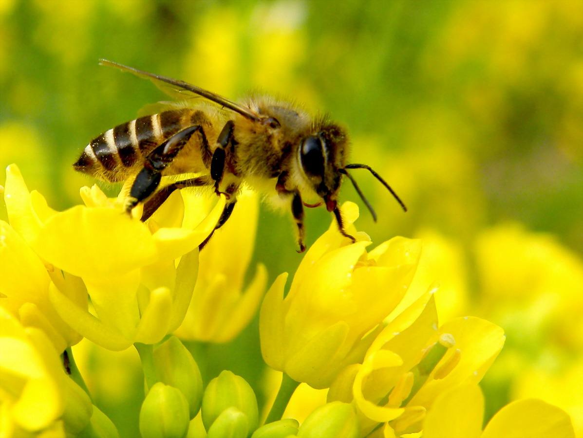 中蜂如何用雙王養(yǎng)成強(qiáng)群（中蜂雙王群的組建方法和技術(shù) ）