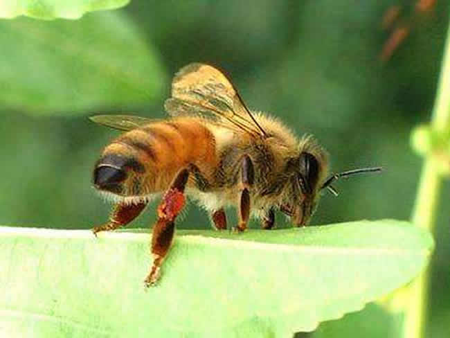 【蜜蜂養(yǎng)殖】定點養(yǎng)蜂一個人能管理多少箱蜜蜂? 定點養(yǎng)蜂一個人能管理多少箱蜜蜂?